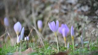 Colchicum autumnale [upl. by Schechinger]