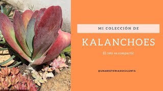 👉 11 Kalanchoes de Mi Colección  Desafío KALANCHOES 👩🏼‍🌾 [upl. by Sabir268]