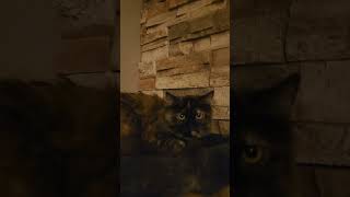 Feral Tortoiseshell Kitten adjusting to indoor life [upl. by Seely118]