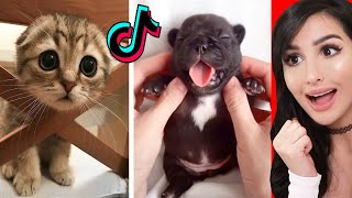 Cute Animals on Tik Tok That Will Make You Laugh [upl. by Boorman881]