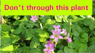 Dont thorough this plantHealth benefits of ChangeriIndian sorrelMedicine plantGrow Oxalis [upl. by Shulock]