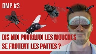 Dismoi pourquoi les mouches se frottent les pattes  DMP 3 [upl. by Lurline727]