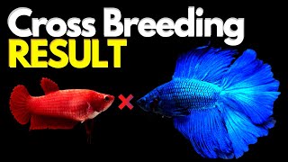 Betta Fish Cross breeding RESULT After 4 Months [upl. by Fletch]