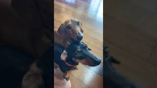 Sausage Party cuteminiwieners cutepuppy daschund wienerdog [upl. by Dyson]