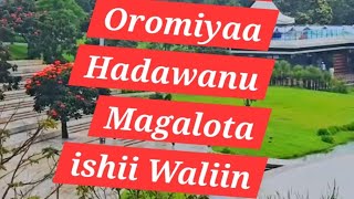 Koota Oromiyaa Haadawanu Me Maalfakati Oromiyaan Magaloota ishiwalin [upl. by Fabiola830]