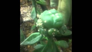 Lophophora williamsii grafted on Pereskiopsis stock [upl. by Centonze308]