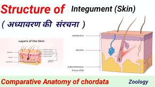 Integument Skin Structure  BSc Zoology  Semester Exam  RRBM UNIVERSITY Alwar RU Jaipur [upl. by Adlin899]