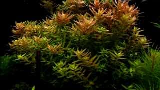 Rotala rotundifolia  aquatic plants guide [upl. by Fablan]