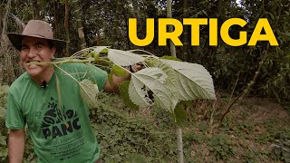 URTIGA A PLANTA MILAGROSA CONTRA ARTRITE DIABETES RINITES E DORES MUSCULARES  Sítio Panc [upl. by Euqina]