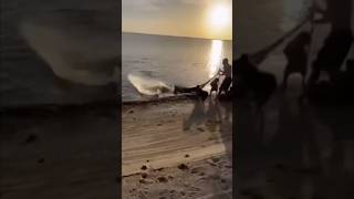 Critically Endangered Sawfish ATTACK on FL Beach [upl. by Yelats758]