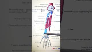 Do Hammer Curls for your Brachioradialis gym anatomy medical medicine medicalstudent [upl. by Kenzi]