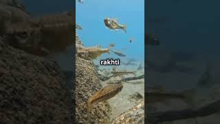 Facts about electric fish 😧shorts facts top10factsthatblowyourmind [upl. by Tila640]