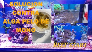 Solución para el alga filamentosa  pelo de mono  y actualización del acuario [upl. by Tsuda180]