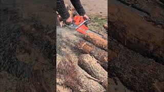 Бензопила Oleomac GS650 пилит ольху бензопила oleomac chainsaw [upl. by Derfla]