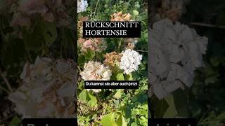 Rückschnitt Hortensie  Gartenarbeiten  Gartentipps [upl. by Seel]