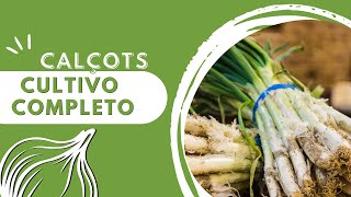 Como CULTIVAR CALÇOTS de PRINCIPIO a FIN Más de 6 meses en solo unos MINUTOS Cultivo Completo [upl. by Wolff450]