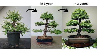 Making Bonsai from Jade Plant  in 3 Years  Pruning  Wiring  Repotting  Portulacaria afra [upl. by Stromberg425]