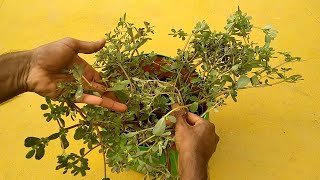 How to Grow Big Purslane Plant using Small Purslane weed  how to propagate Purslane Plant easy12 [upl. by Farkas]