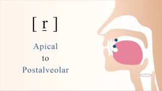 r̠  voiced apical postalveolar trill [upl. by Winfred]