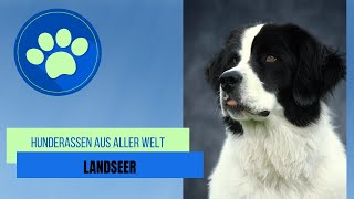 Landseer [upl. by Farmann]