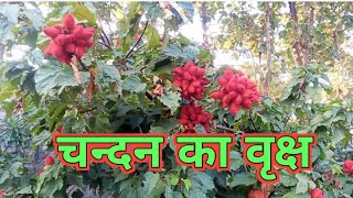 चन्दन का पेड़ CHANDAN TREE 🌲🌲🌲  NEW VLOG CHANDAN TREE  SUBSCRIBE NOW [upl. by Day977]