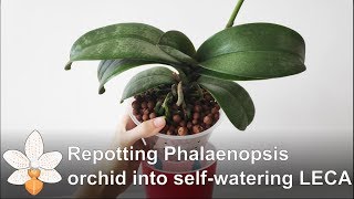 Repotting Phalaenopsis orchid into selfwatering LECA [upl. by Yoong]