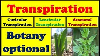 Transpiration in Plants II Types of Transpiration II Advantages and Disadvantages II Botany optional [upl. by Swiercz]