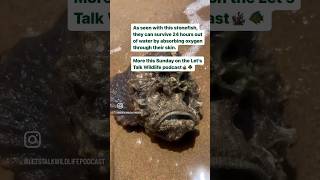 Tomorrow’s episode is all about stonefish 🪸🐠 wildlifepodcast wildlife podcast [upl. by Lah847]