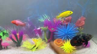 Setting up an Aqua One Aquarium part 2 [upl. by Josias]