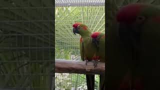 RedFronted Macaw… [upl. by Deadman98]