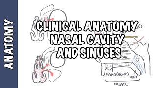 Clinical Anatomy  Nasal Cavity and Sinuses [upl. by Eenwat521]