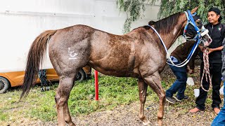 El Rosillo De Los Pobres Vs El Fugitivo  Tapias Race Track Durango Mex [upl. by Alahcim]