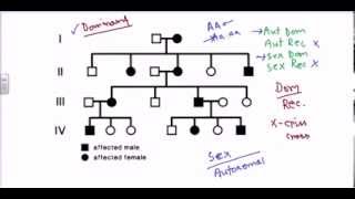 Pedigree analysis autosomal dominant [upl. by Winshell]