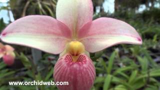 OrchidWeb  Phragmipedium Hanne Popow [upl. by Aznecniv]