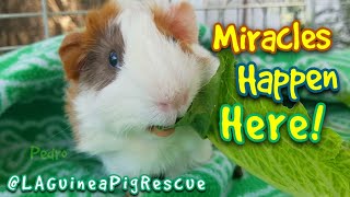 Miracles Happen at Los Angeles Guinea Pig Rescue [upl. by Teage869]