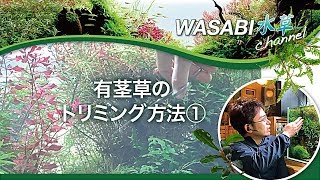 水草（有茎草）のトリミング方法①「水草が伸びすぎた場合」～How to trim Aquarium plants Trimming Aquarium plants 水草水槽ノウハウ [upl. by Hurd]