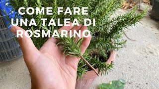 Come riprodurre il rosmarino PER TALEA il tutorial [upl. by Yttik]