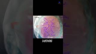 Mitosis cell division short video  cytology [upl. by Samau]