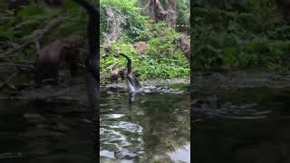 Anhinga is Hunting underwater florida wildbirds natute springs [upl. by Nylinej]