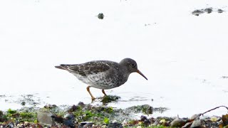 Paarse Strandloper purple sandpiper [upl. by Steffen]