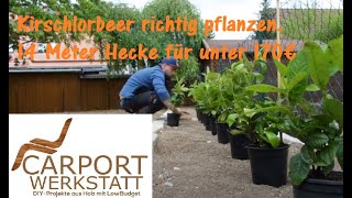 Kirschlorbeer Hecke richtig pflanzen 5 [upl. by Maccarthy29]