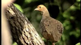 Grey Partridge or Francolin on a tree in scrubland [upl. by Virg]