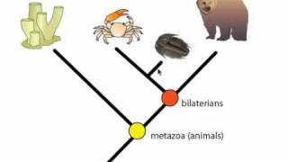 Phylogeny and Phylogentic Trees [upl. by Hardden]