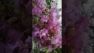 Lagerstroemia indica plant [upl. by Tehcac316]