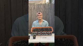 How to add perlite to your soil shorts [upl. by Anayik]