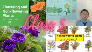 Flowering and non flowering plants  Plant life cycle  presentation of class 5 [upl. by Johnsson]