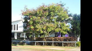 Plant ID Yellow Flame Tree peltophorum pterocarpum [upl. by Yentiw151]