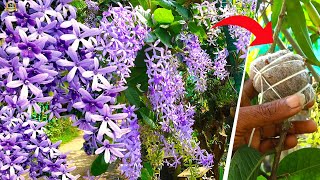 Beautiful Western Blue Bird Vine flower plant Petrea Volubilis Sandpaper Vine Care and Propagation [upl. by Anuahs]