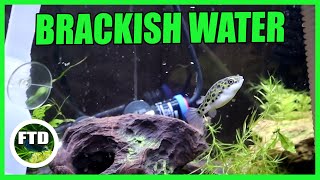 How to Make Brackish Water Green Spotted Puffer Tank [upl. by Arehs]