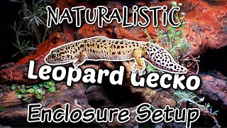 Naturalistic Bioactive Leopard Gecko Enclosure Setup [upl. by Battiste69]